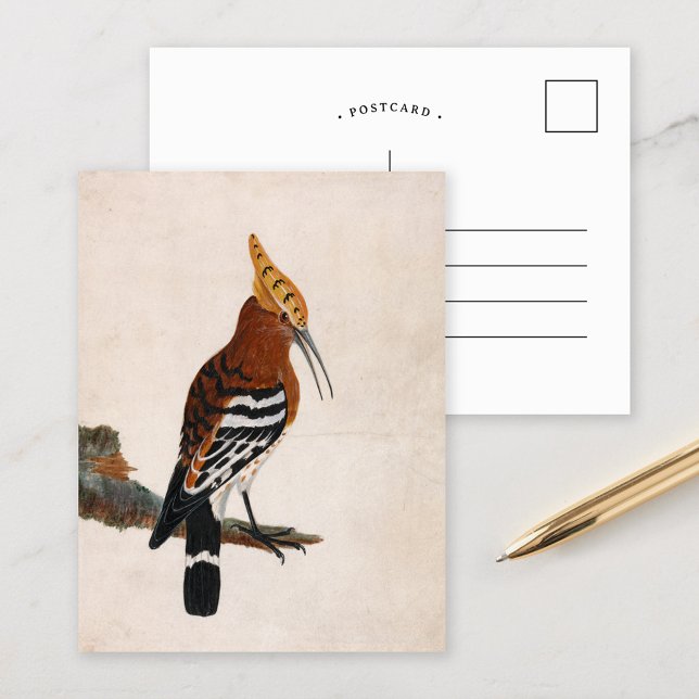 Cartão Postal Hoopoe comum | William Lewin (Criador carregado)