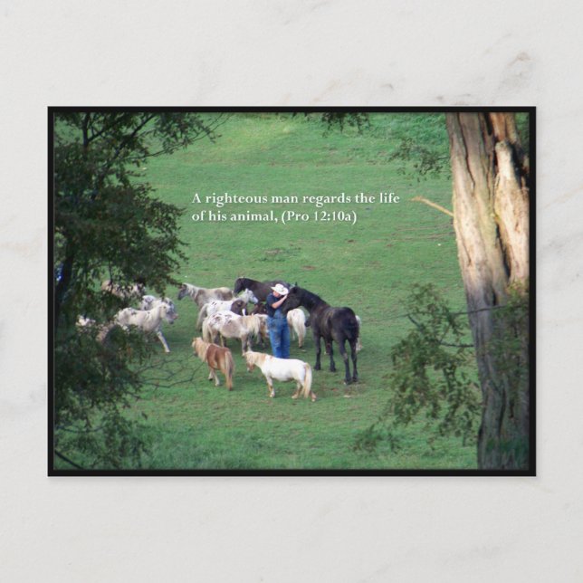 Cartão Postal Hora de Chow (Frente)