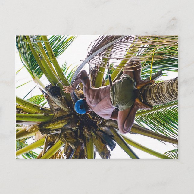 Cartão Postal Hora de limpar os cocos (Frente)