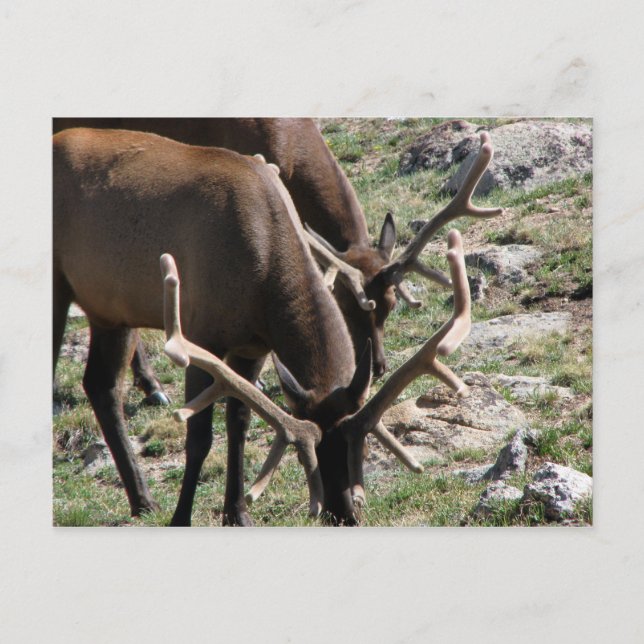 Cartão Postal Hora do almoço (Frente)