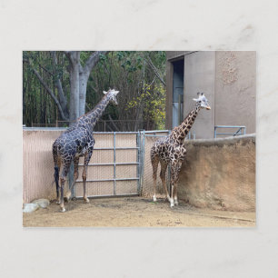 Cartão Postal Hora do almoço