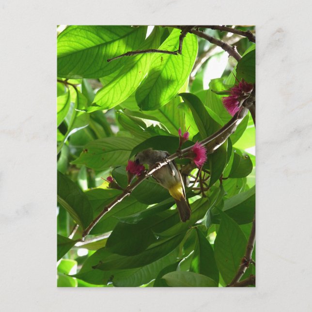 Cartão Postal Hora do almoço na árvore (Frente)