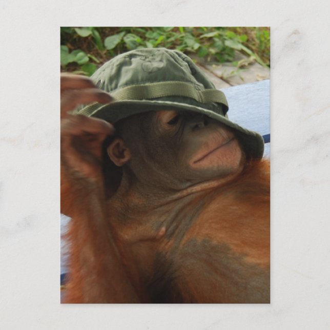 Cartão Postal Hora do Nap do Bebê Animal (Frente)