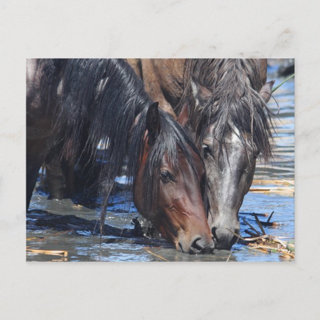 Cartão Postal Hora feliz (Frente)