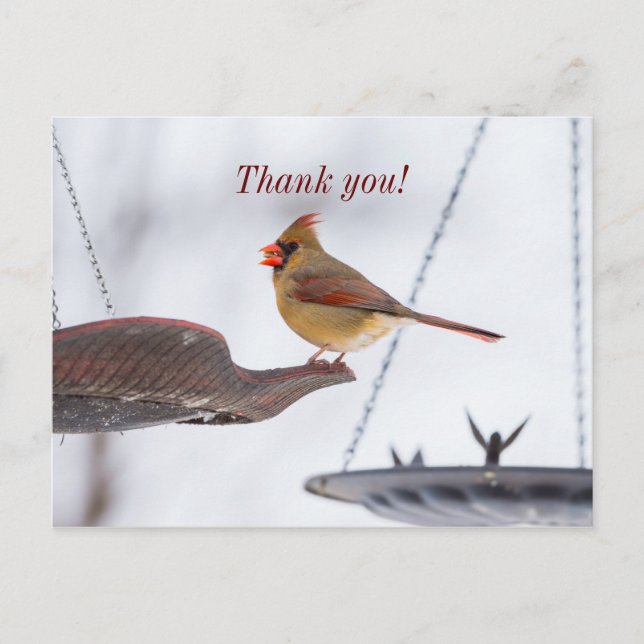 Cartão Postal Horário de almoço do Cardeal feminino Obrigado Car (Frente)