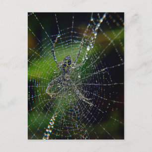 Cartão Postal Horário de Aranha