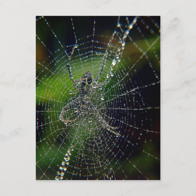 Cartão Postal Horário de Aranha (Frente)