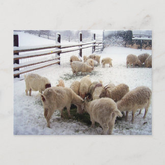 Cartão Postal Horário De Inverno Para Caprinos