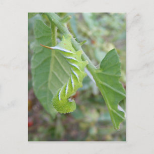 Cartão Postal Horn Worm ~ postal