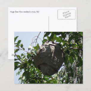 Cartão Postal Hornet Bee Hive Nestled in Tree