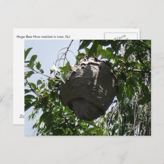 Cartão Postal Hornet Bee Hive Nestled in Tree (Frente/Verso)
