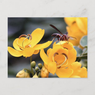 Cartão Postal Hornet No Cartão-Postal Amarelo Da Cassia