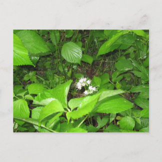 Cartão Postal Horn's Ferry, Cartão-postal