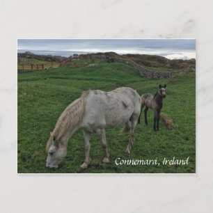 Cartão Postal Horse and Foal, Irlanda Cartão-postal