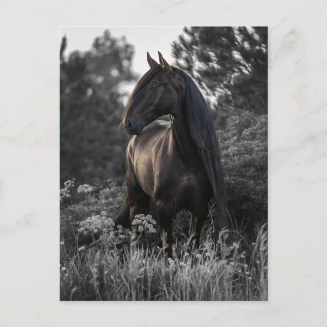 Cartão Postal Horse Black White Photo Modern (Frente)