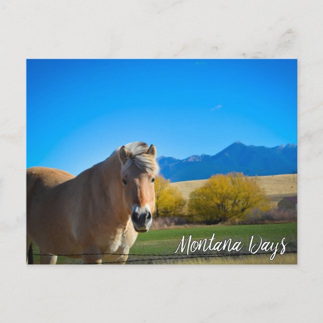 Cartão Postal Horse Blue Sky e Montanhas Montana (Frente)