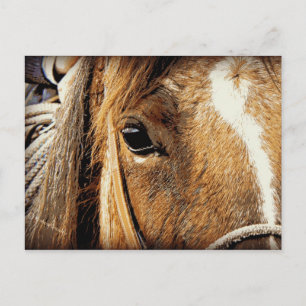 Cartão Postal Horse Close Up