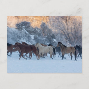 Cartão Postal Horse Drive in Winter on Hideout Ranch