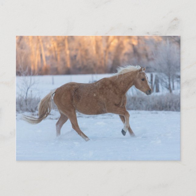 Cartão Postal Horse Drive in Winter on Hideout Ranch (Frente)