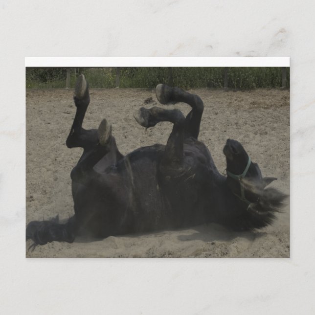 CARTÃO POSTAL HORSE FROLICING (Frente)