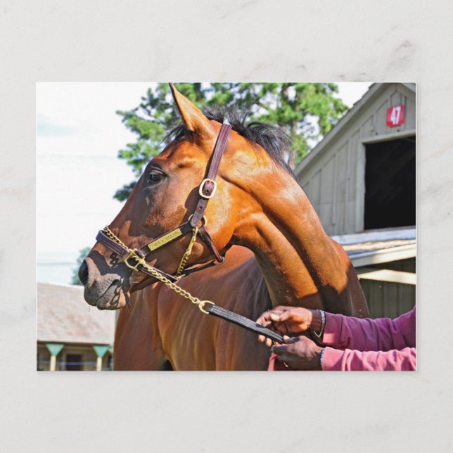 Cartão Postal Horse Haven Barn #47 em Saratoga (Frente)