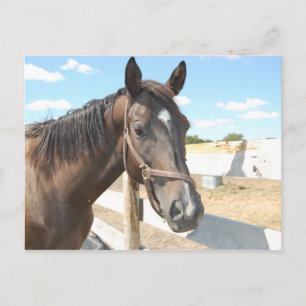 Cartão Postal Horse Love