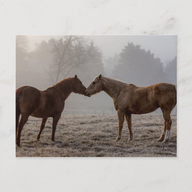 Cartão Postal Horse Love (Frente)