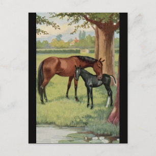 Cartão Postal Horse Mare Foal Equestrian Vintage