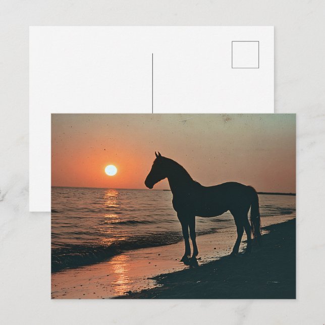 Cartão Postal Horse Silhouette Sunset pelo Oceano (Frente/Verso)