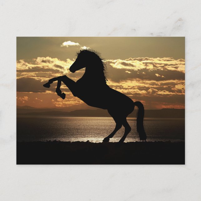Cartão Postal horse sunset silhouette (Frente)