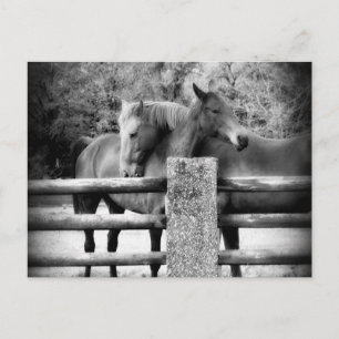 Cartão Postal Horses Hugging - Fotografia do Amor com Cavalo