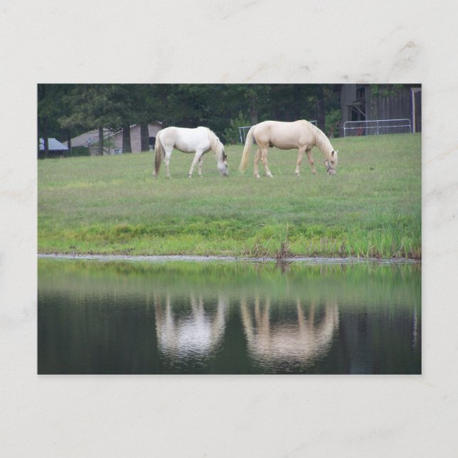 Cartão Postal Horses on Pond Post Card (Frente)