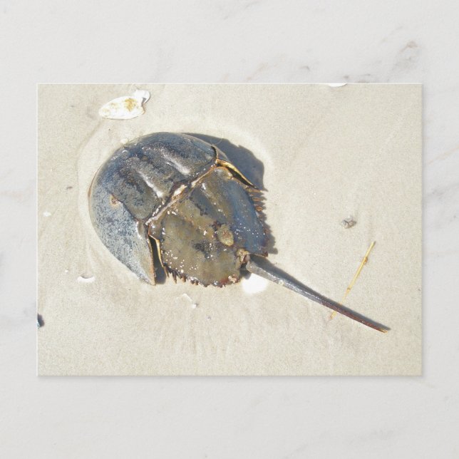 Cartão Postal Horseshoe Crab Postcard (Frente)