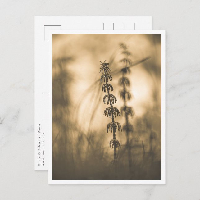 Cartão Postal Horsetail Sepia Nature Foto (Frente/Verso)