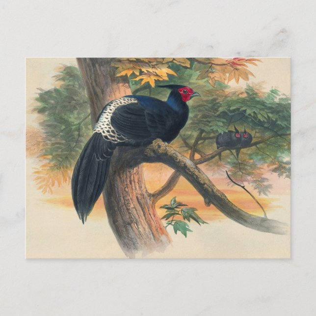 Cartão Postal Horsfield's Kaleege de Joseph Wolf (Frente)