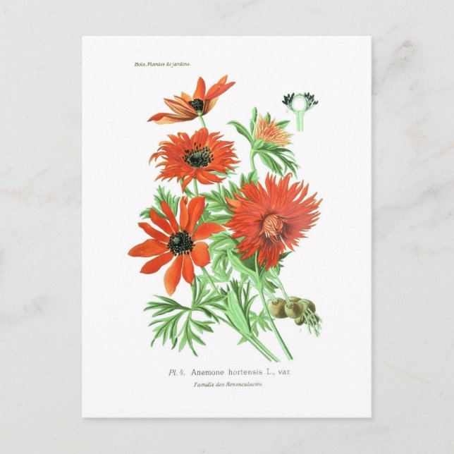 Cartão Postal Hortense anêmica (Frente)