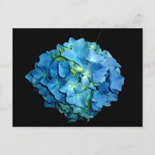 Cartão Postal Hortênsia Azul