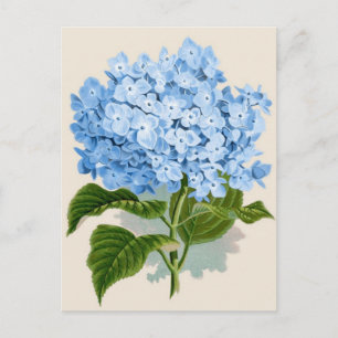 Cartão Postal Hortênsia Azul Vintage