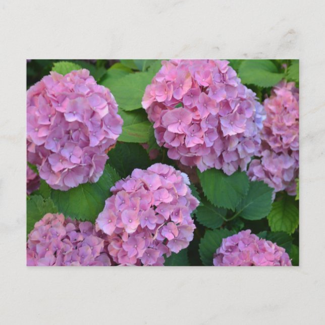 Cartão Postal Hortensia hydrangea bush rosa (Frente)