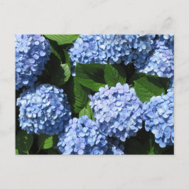 Cartão Postal Hortênsia: Japão