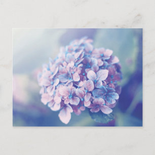 Cartão Postal Hortênsia Lavanda