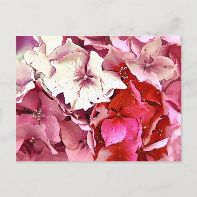 CARTÃO POSTAL HORTÊNSIA ROSA (Frente)