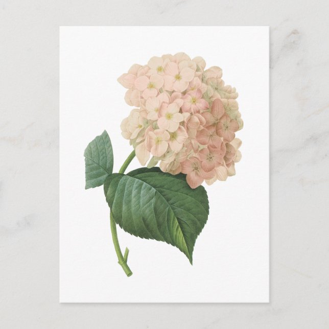 Cartão Postal hortensia (sp do Hydrangea.) por Redouté (Frente)