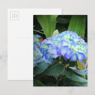 Cartão Postal Hortênsias Azuis Flores Floral Natureza Fotografia