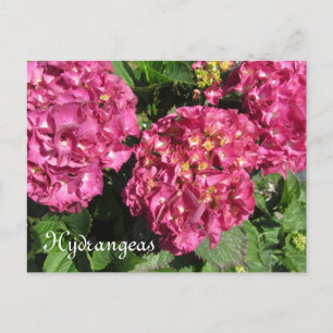 Cartão Postal Hortênsias Rosa