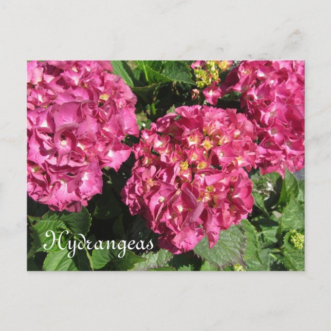 Cartão Postal Hortênsias Rosa (Frente)