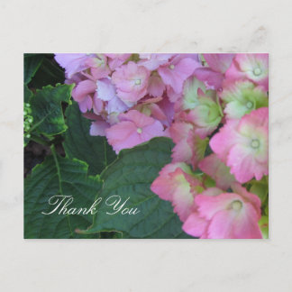Cartão Postal Hortênsias Rosa