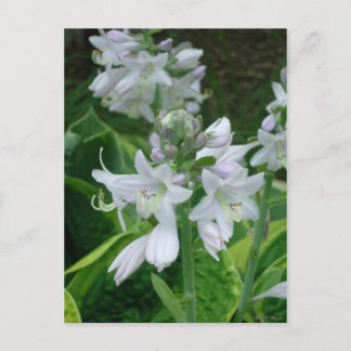 Cartão Postal Hosta Blooms