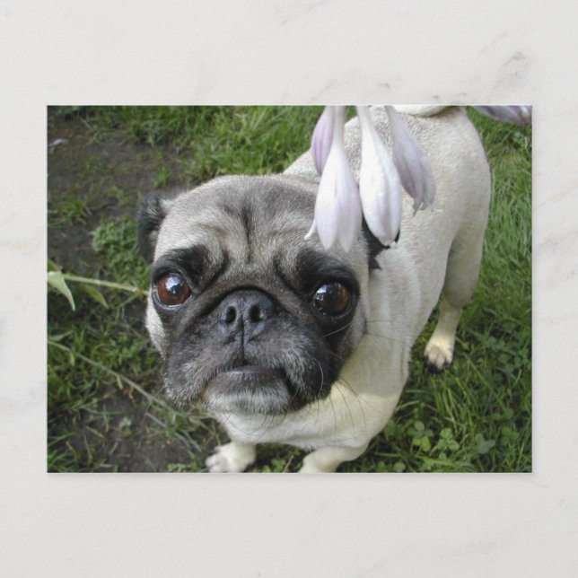 Cartão Postal Hosta Pug (Frente)