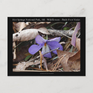 Cartão Postal Hot Springs National Park, AR Presentes Violetas S
